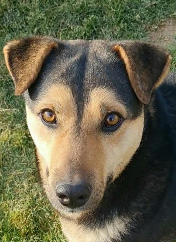 Birillo, Simil Pastore Di 3 Anni Cerca Famiglia!!!